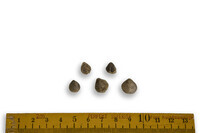 F 00172
<br/>
<br/>
<em></em>